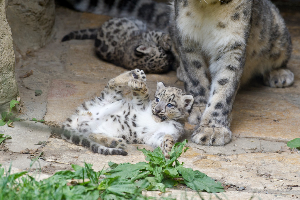 Zoo Basel Leoparden-Nachwuchs
