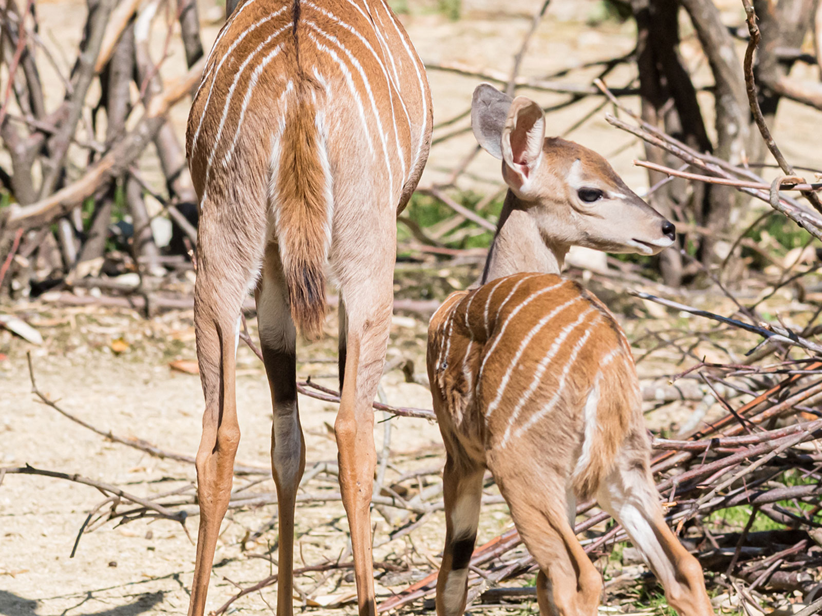 Zoo Basel