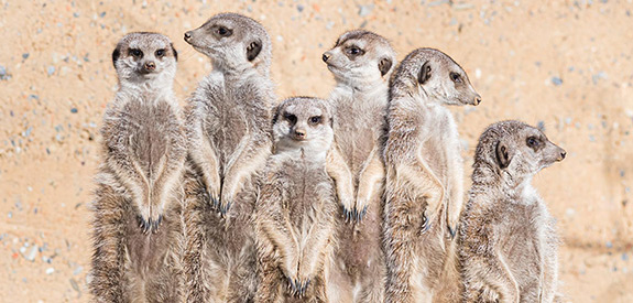 Basel Zoo Newsletter