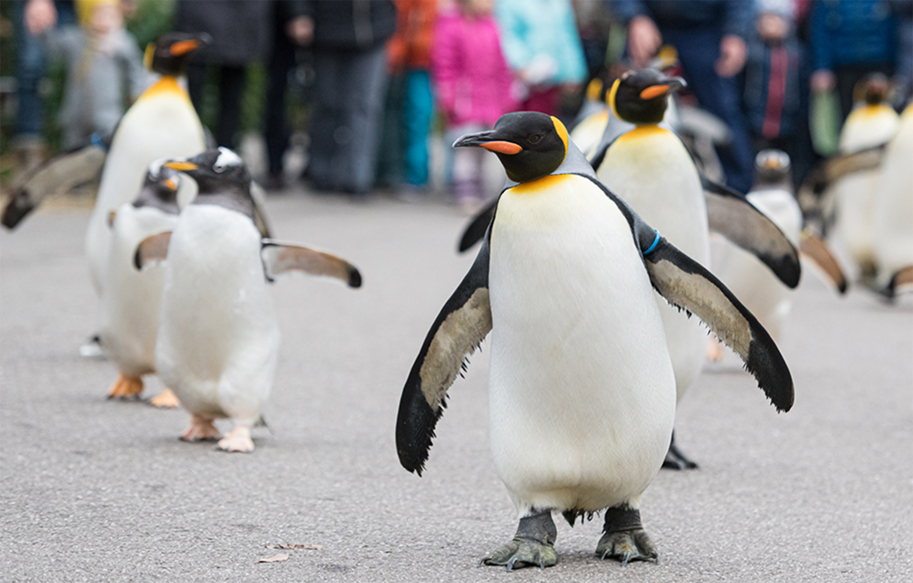 Zoo Basel Eintrittspreise Jep Cary