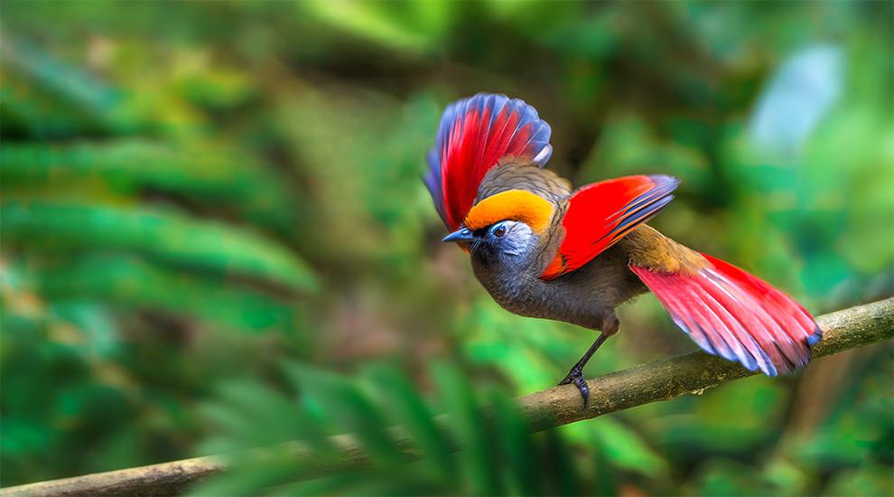 Pavillon des oiseaux