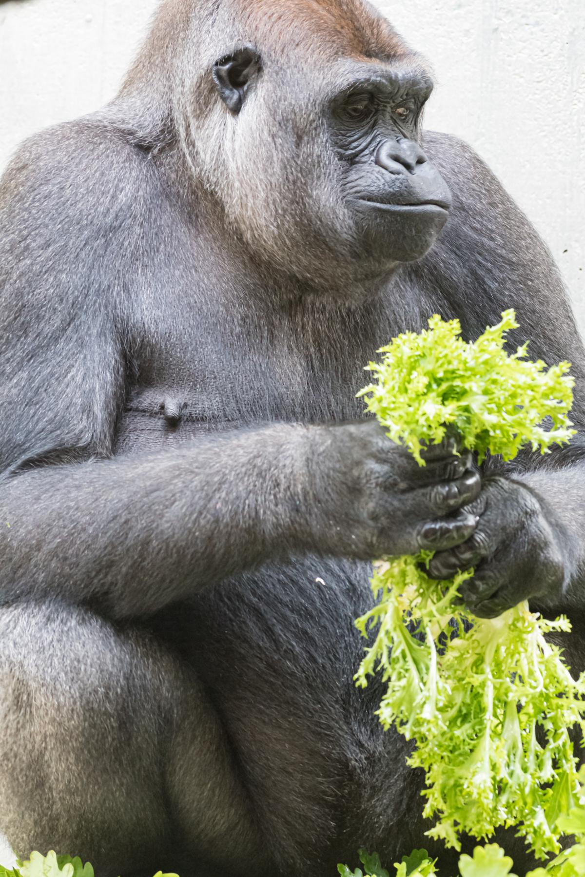 Ernahrungsberatung Fur Zolli Tiere