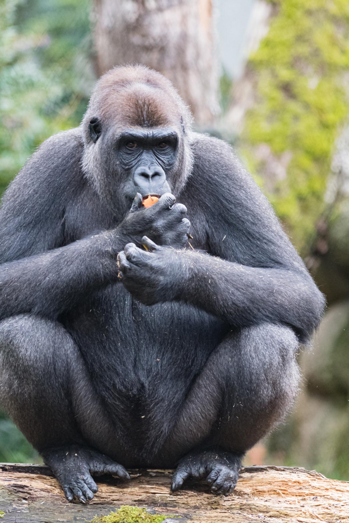 Ernahrungsberatung Fur Zolli Tiere