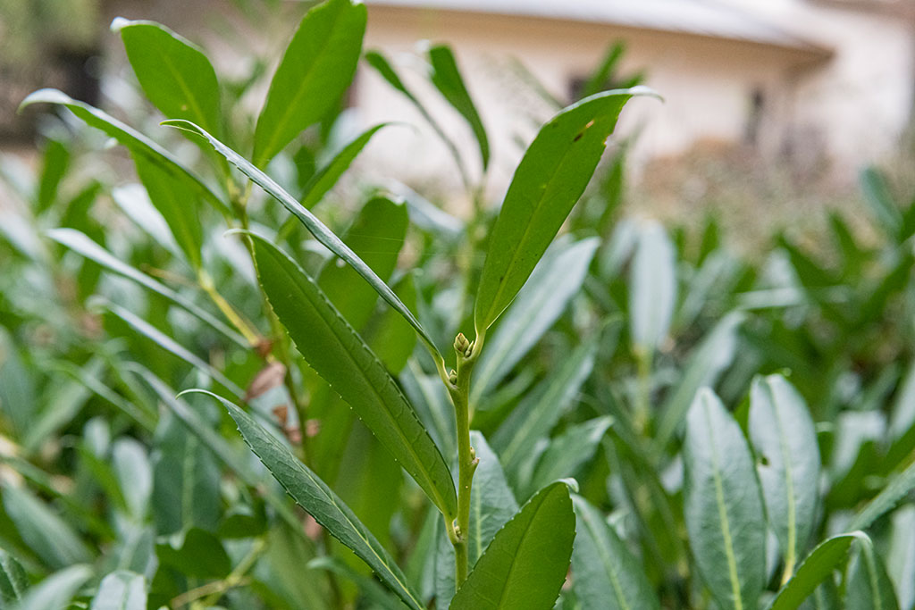 monstera strelitzia Strelitzia Nicolai main image 0