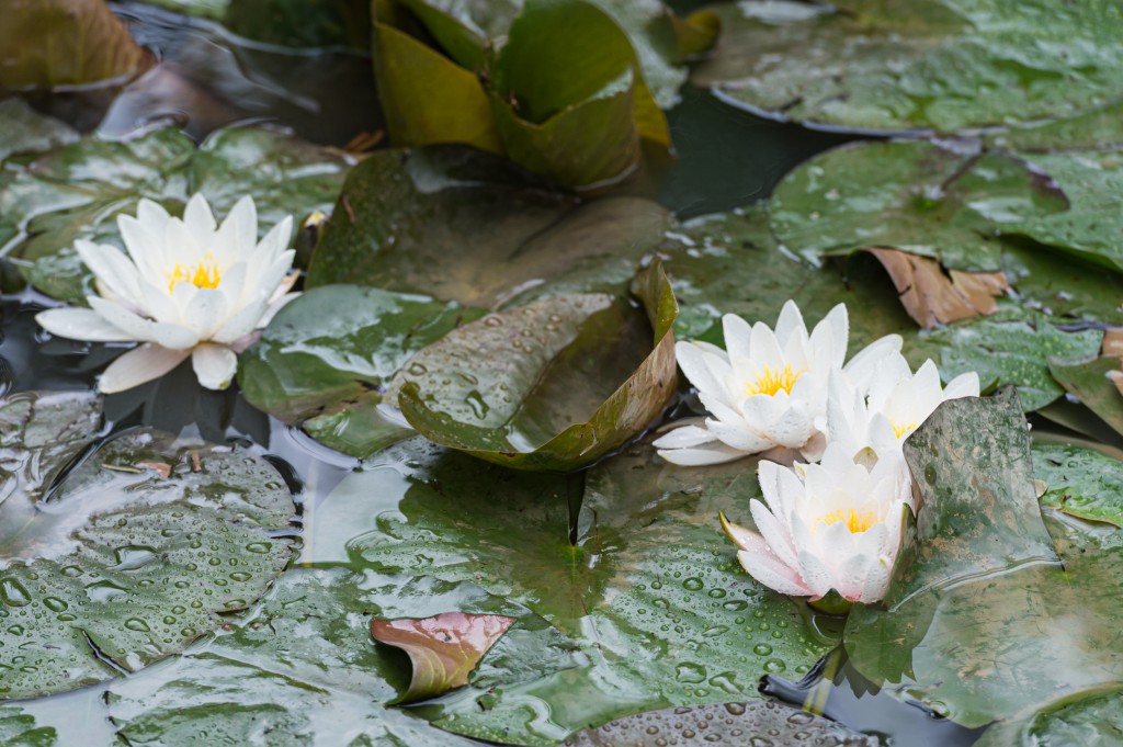 Weiße Seerose | Blühendes Österreich