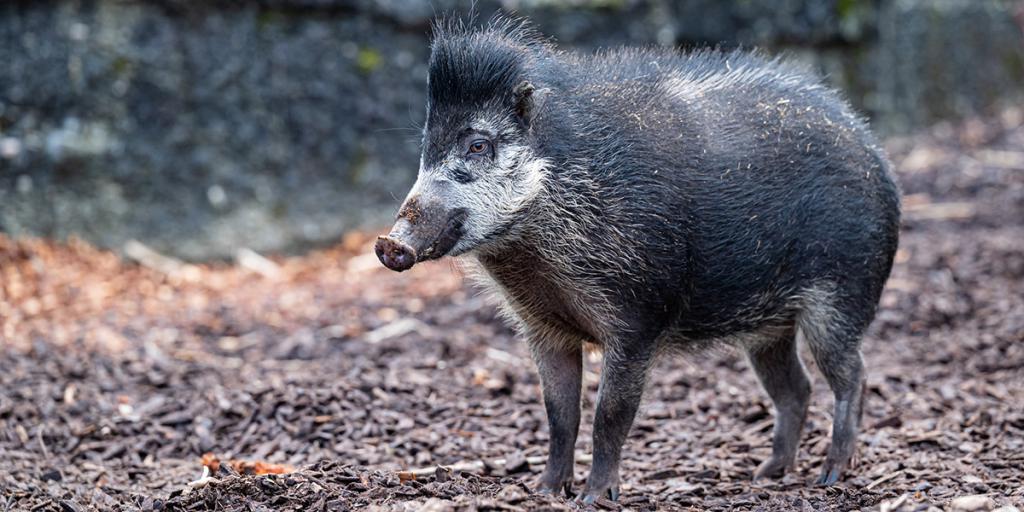 Das Pustelschwein ist «Zootier des Jahres» 2022