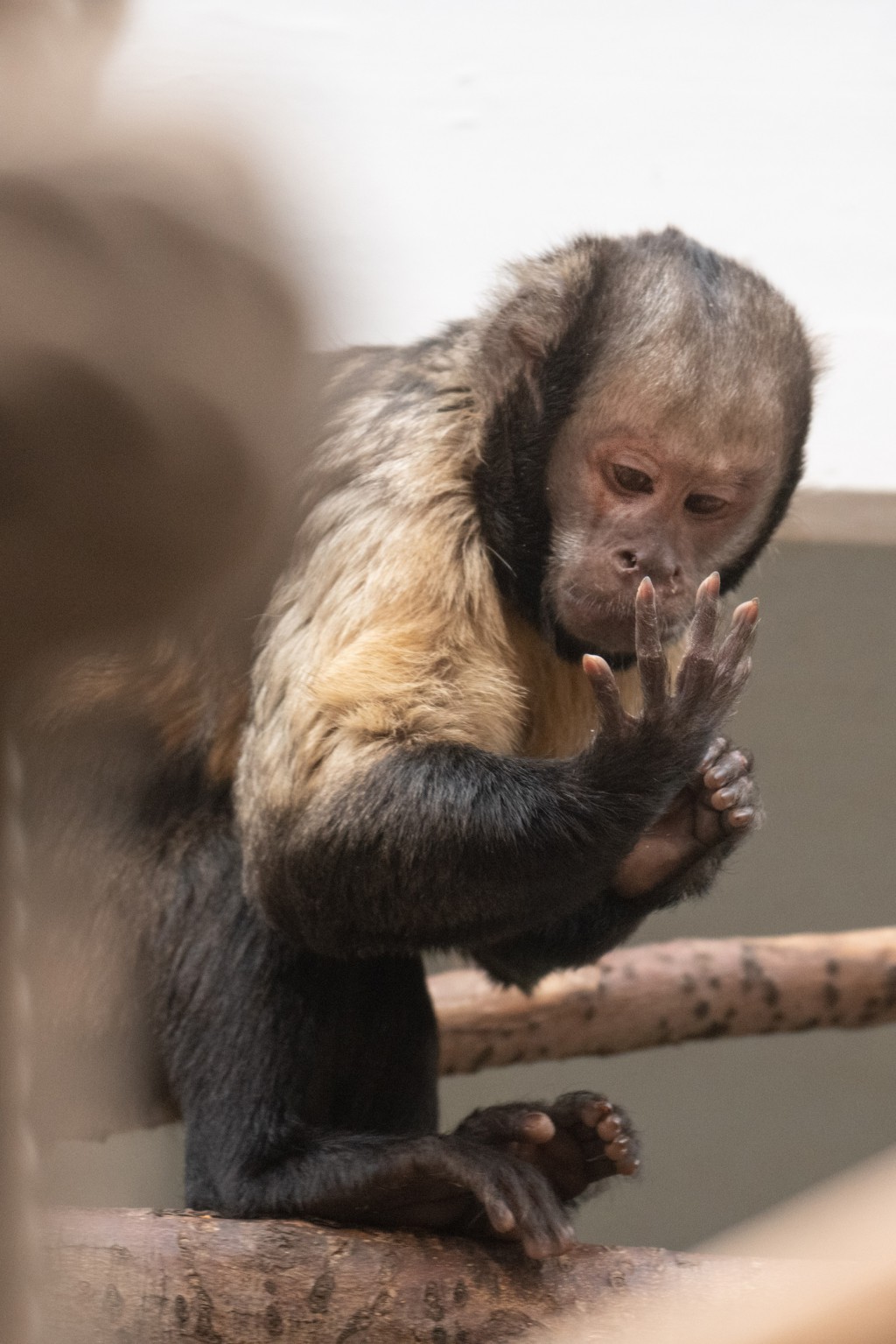 Golden-bellied capuchins move in