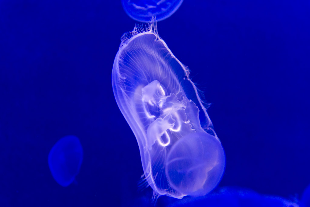 Bright young things – successful new breeding techniques for jellyfish