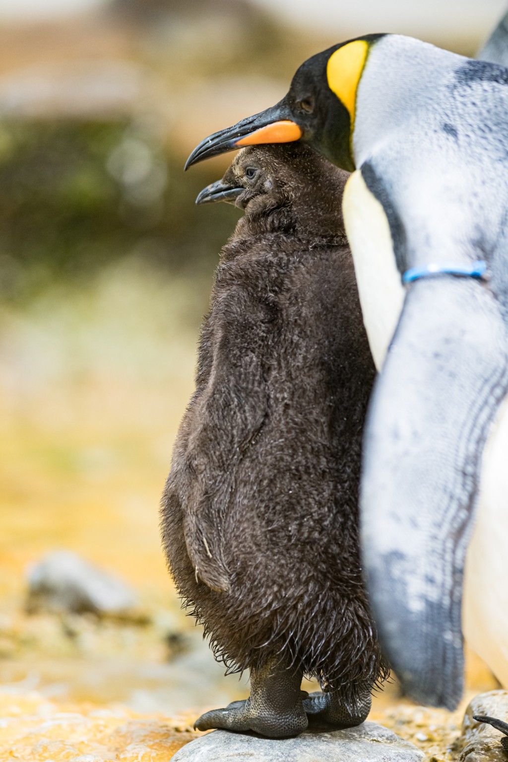 Begehrter Nachwuchs Bei Den Konigspinguinen Im Zoo Basel