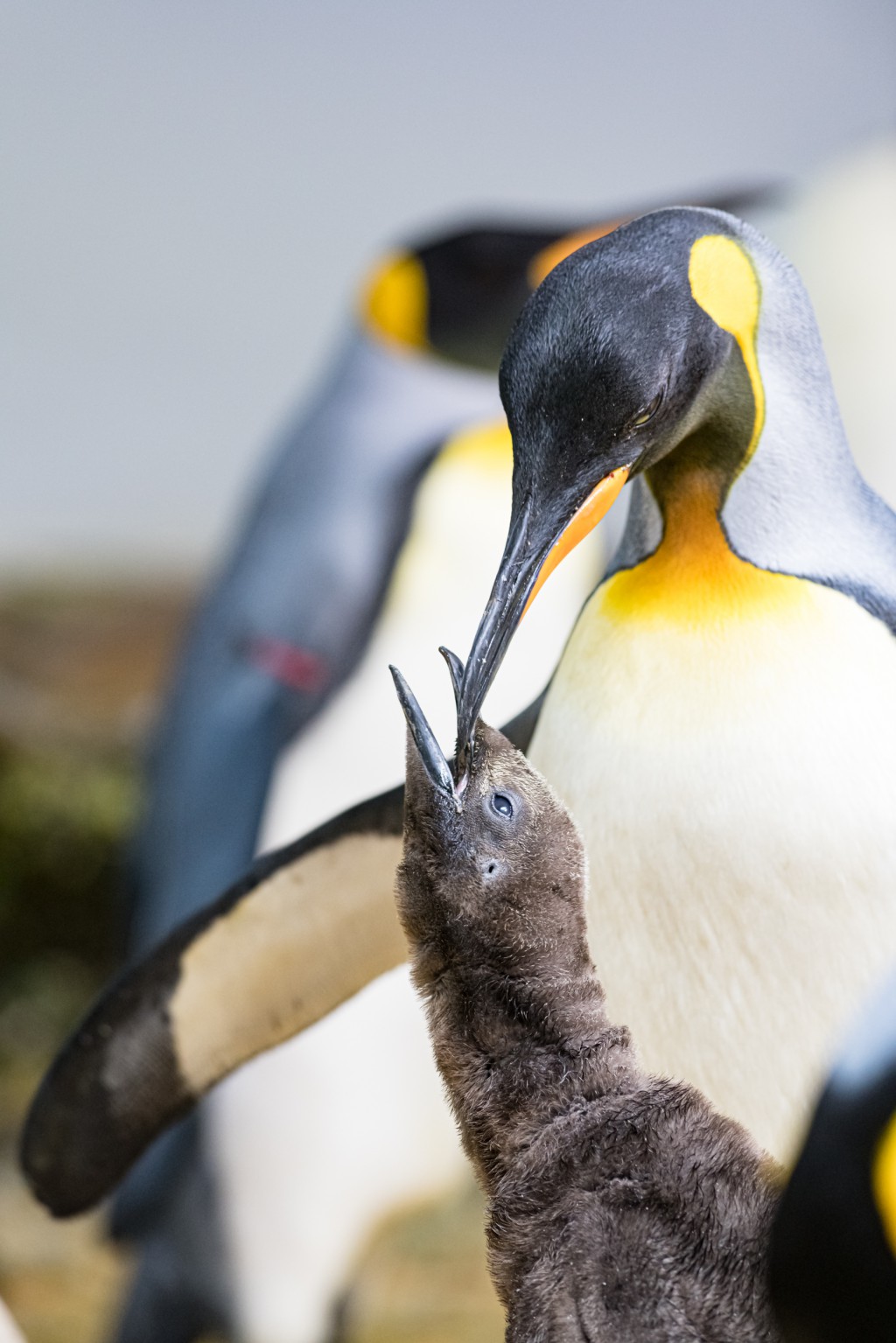 Naissance Convoitee Chez Les Manchots Royaux Du Zoo De Bale