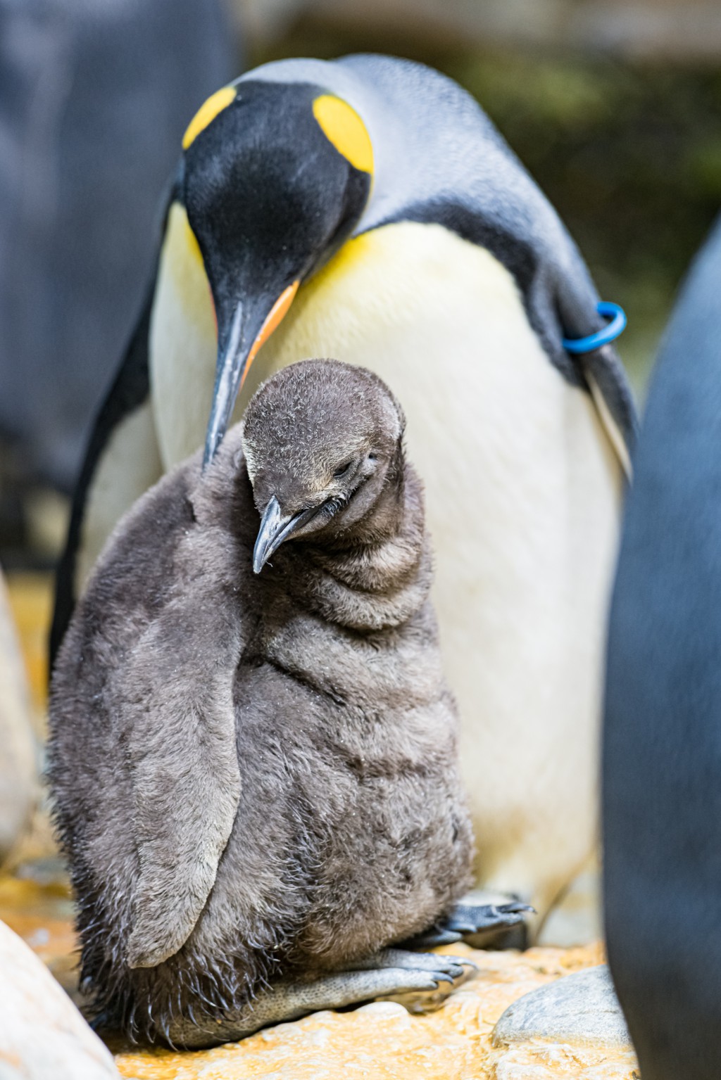 Begehrter Nachwuchs Bei Den Konigspinguinen Im Zoo Basel