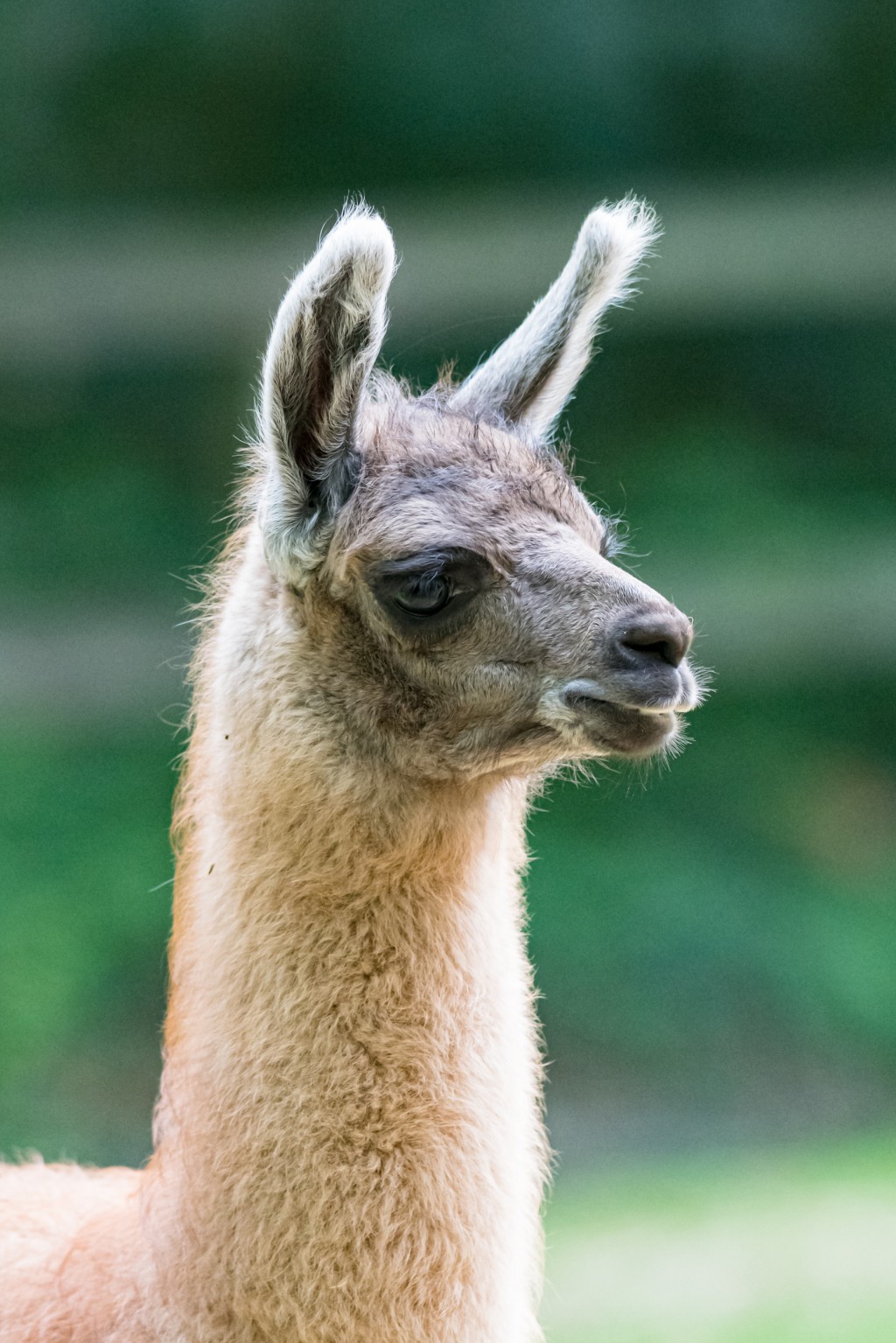 INSOLITE. Quand un lama rentre, tranquille, dans un magasin