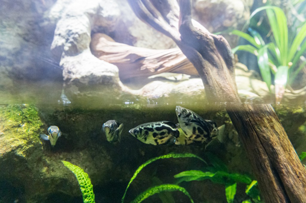 Fisch Vivarium Show Me Your Spec!