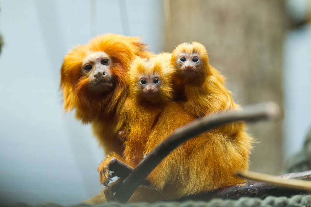 Carnet Rose Chez Les Tamarins Lions Dores Carnet Rose Chez Les Tamarins Lions Dores