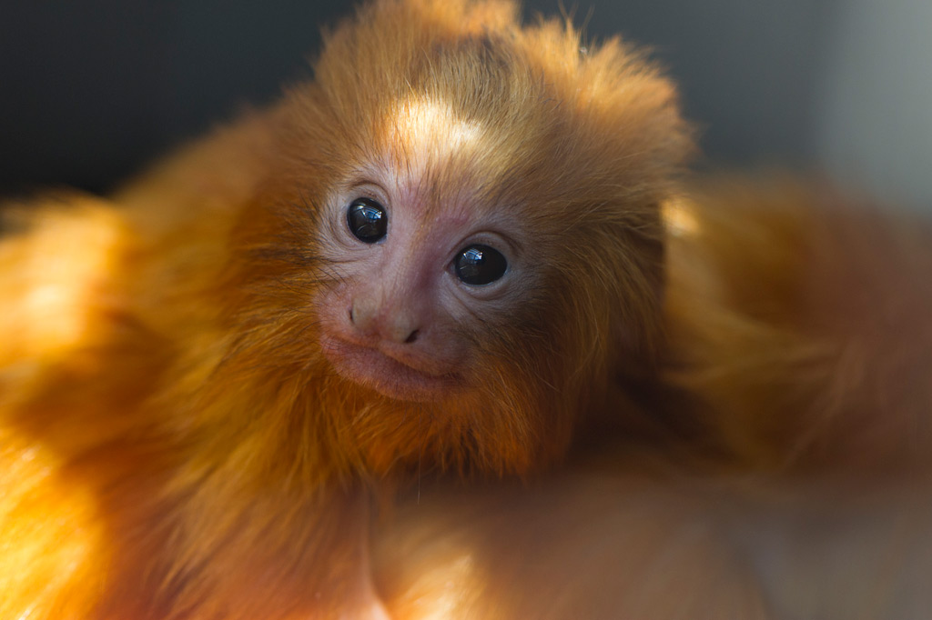 Carnet Rose Chez Les Tamarins Lions Dores Carnet Rose Chez Les Tamarins Lions Dores