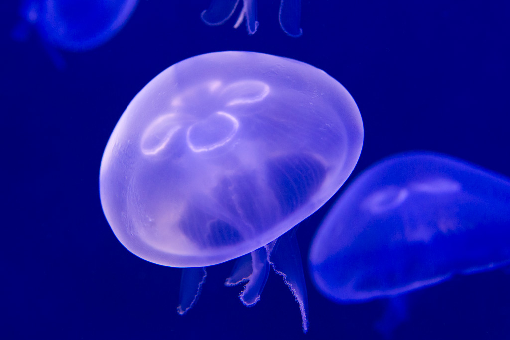 Bright young things – successful new breeding techniques for jellyfish