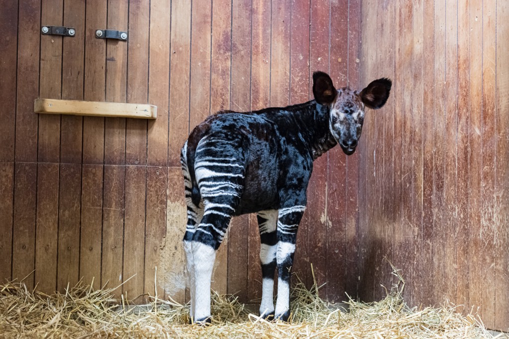 Okapi Say Hello To Mosi The Okapi! 👋 He Arrived At The Zoo Earlier