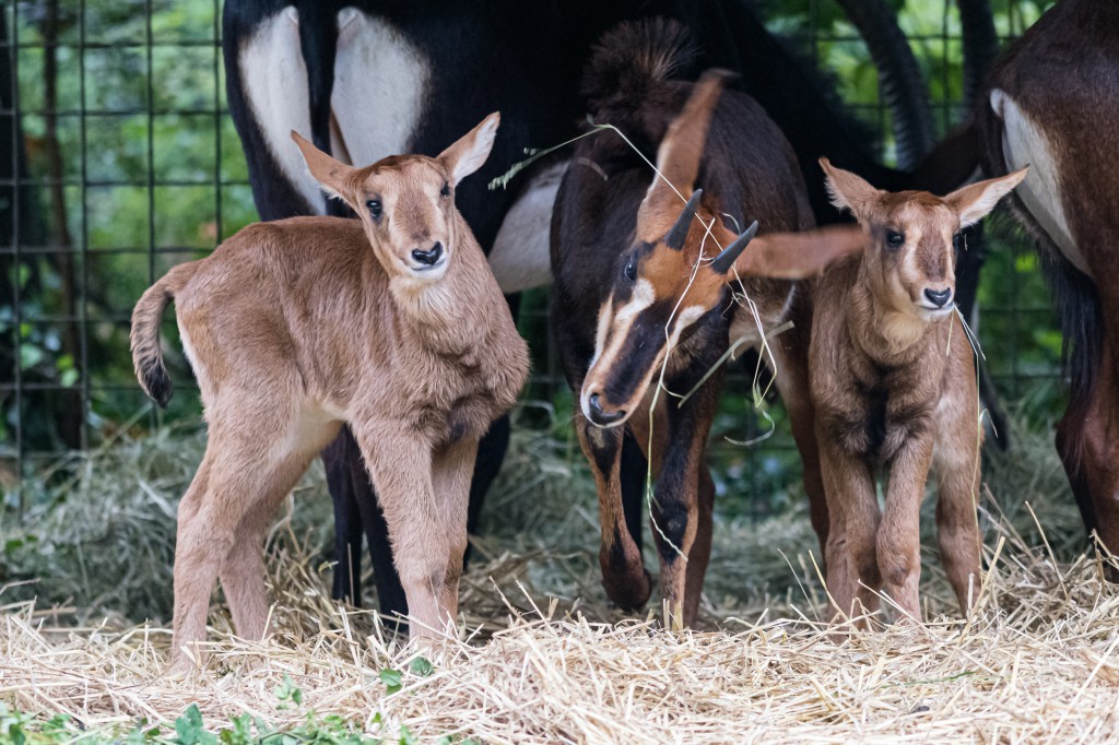 New arrivals for the sable antelopes