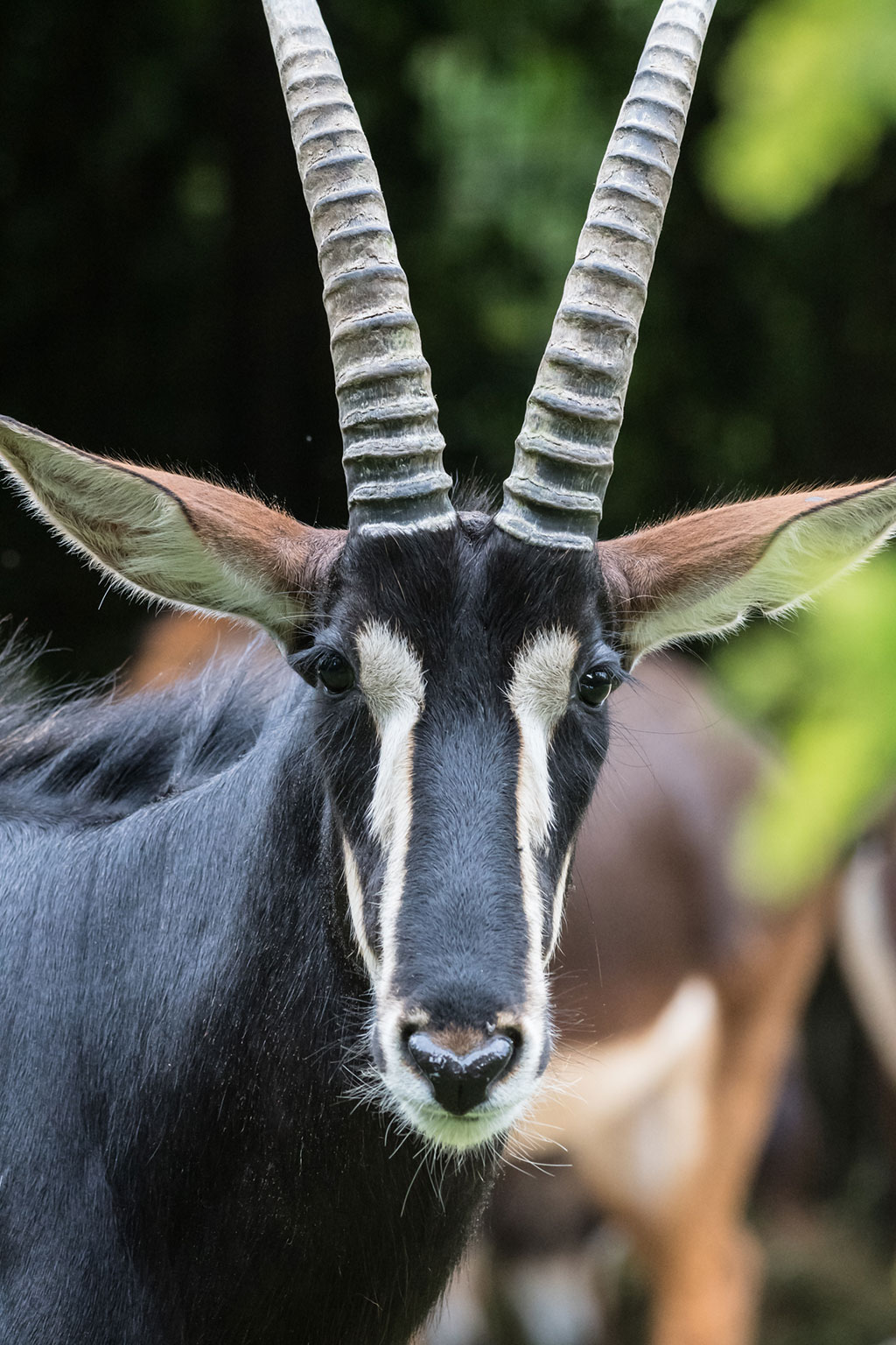 New Sable Antelope Bull At Basel Zoo New Sable Antelope Bull At Basel Zoo