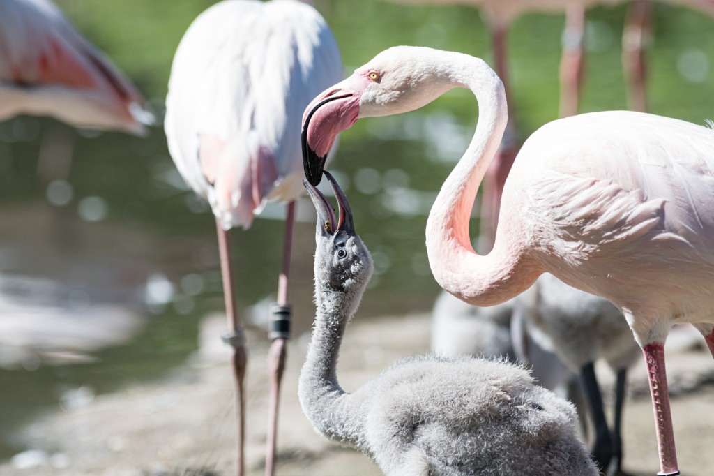 Des Flamants A La Garderie