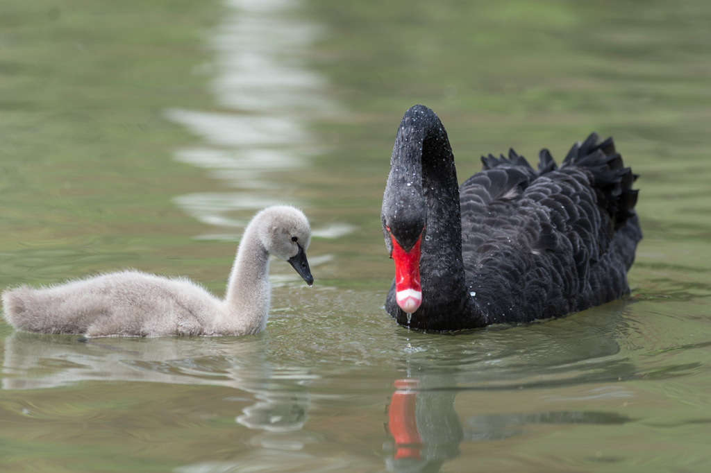 Naissance De Bebes Cygnes Noirs Au Zoo De Bale