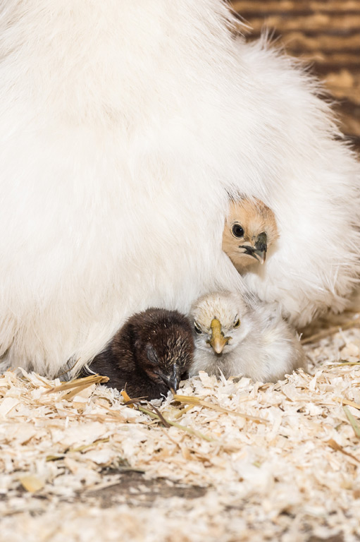 Cpa Fantaisie Representant Une Poule Et Ses Poussins / Cpa Gaufree Cpa Fantaisie Representant Une Poule Et Ses Poussins / Cpa Gaufree