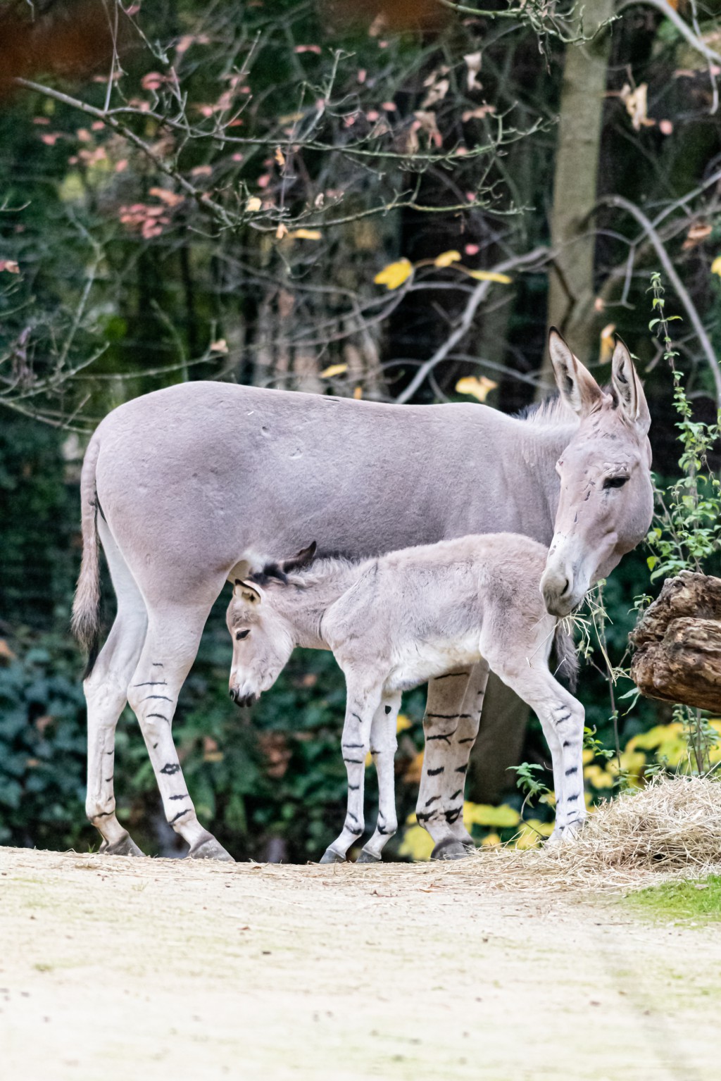New arrival for the Somali wild asses New arrival for the Somali wild asses