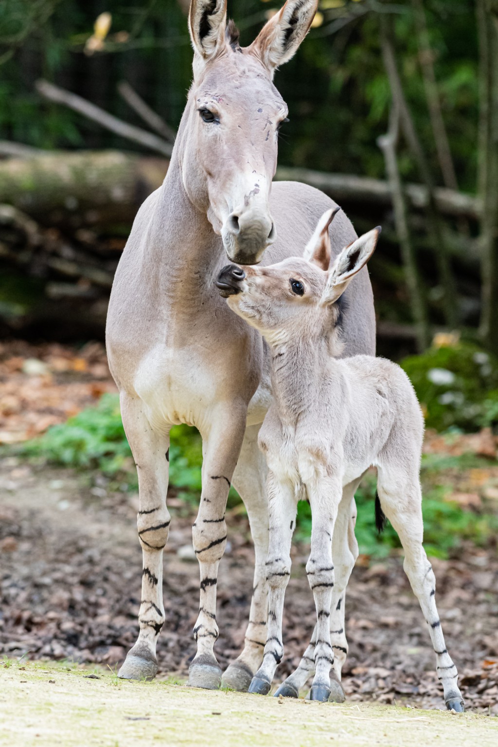 New arrival for the Somali wild asses New arrival for the Somali wild asses