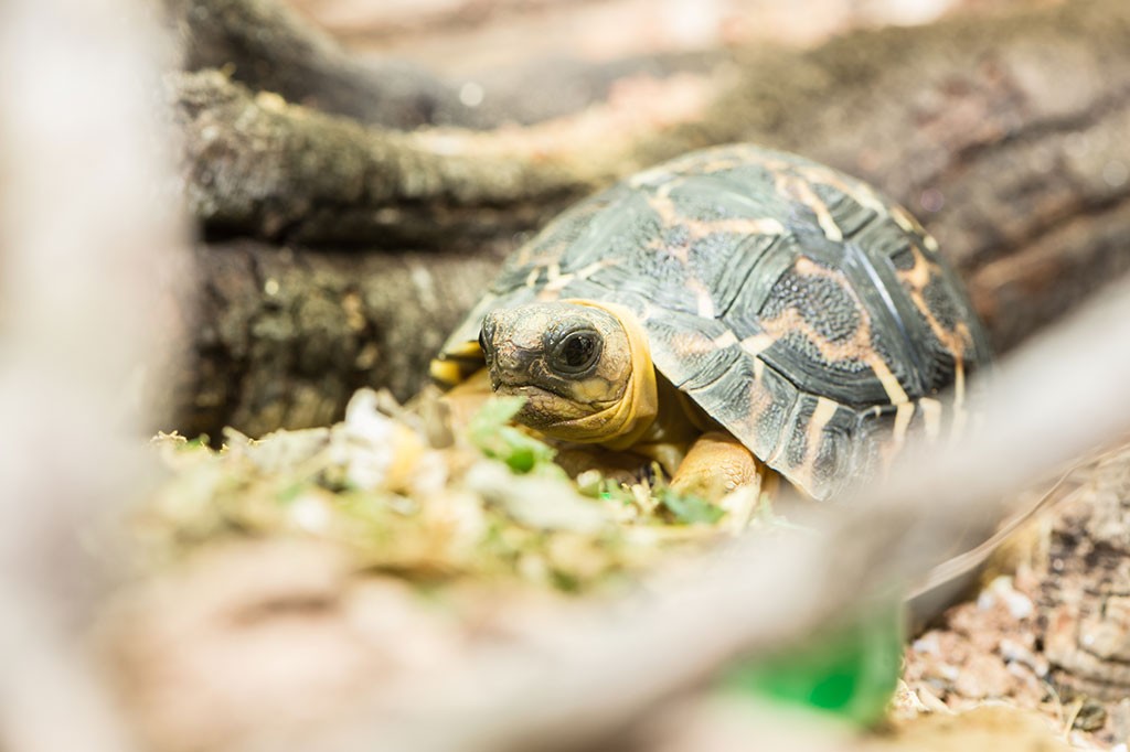 Radiated Tortoise Baby