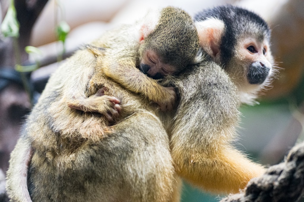 Proper animal protection instead of human rights for monkeys
