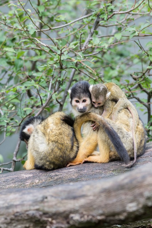 New arrivals for the squirrel monkeys