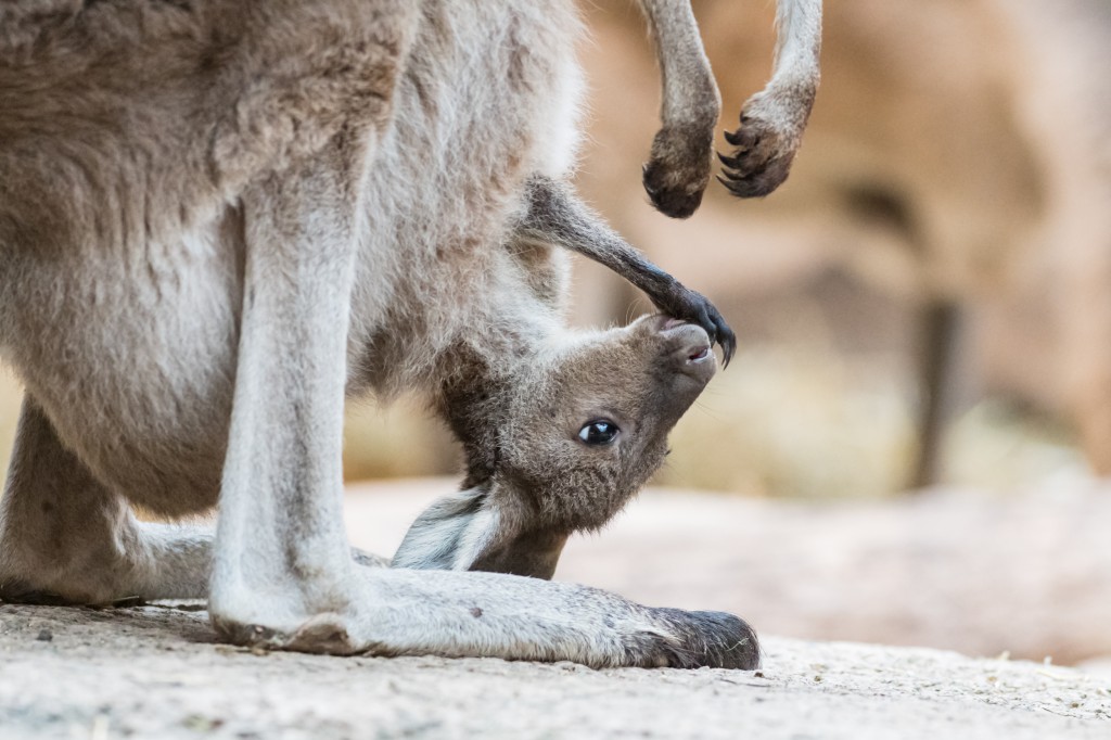 Kangourou et son bébé 35 cm