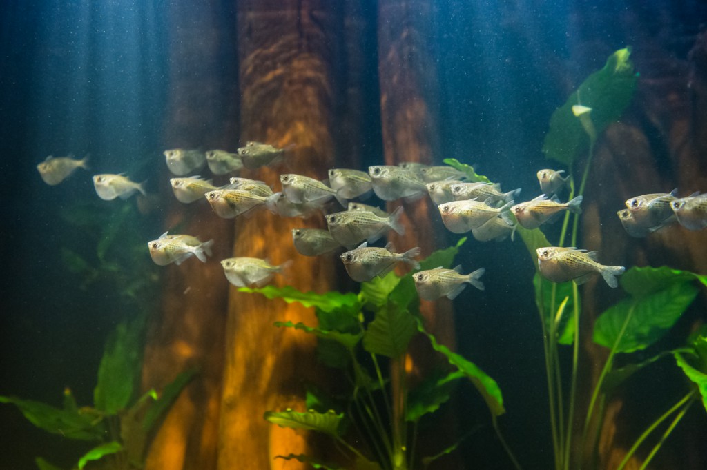 fish