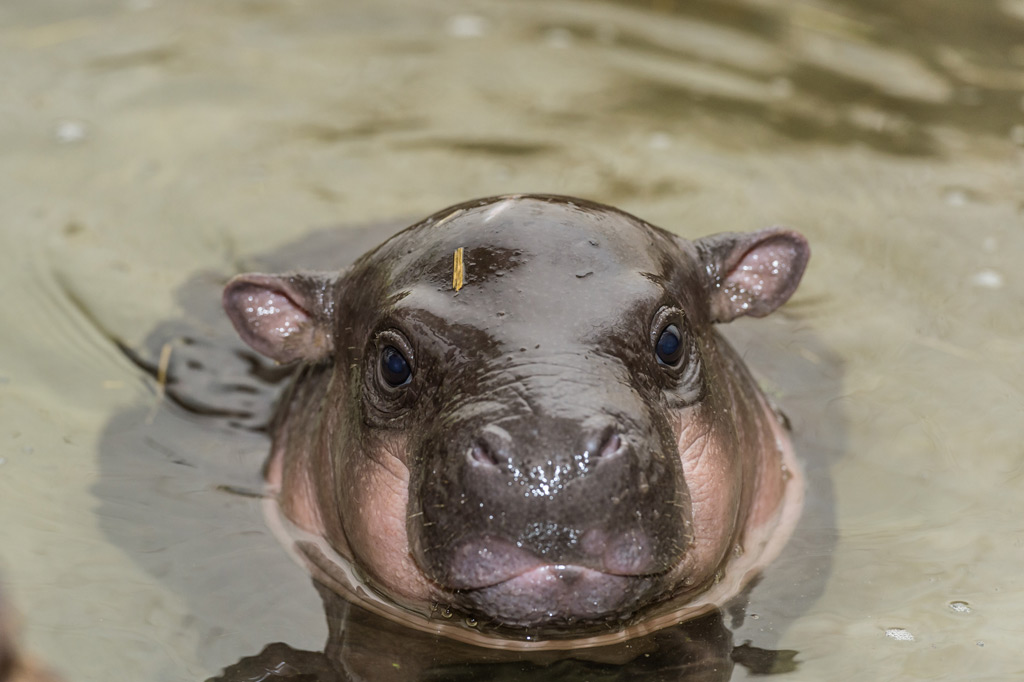 Enfin De Nouveaux Petits Chez Les Hippopotames Nains Enfin De Nouveaux Petits Chez Les Hippopotames Nains