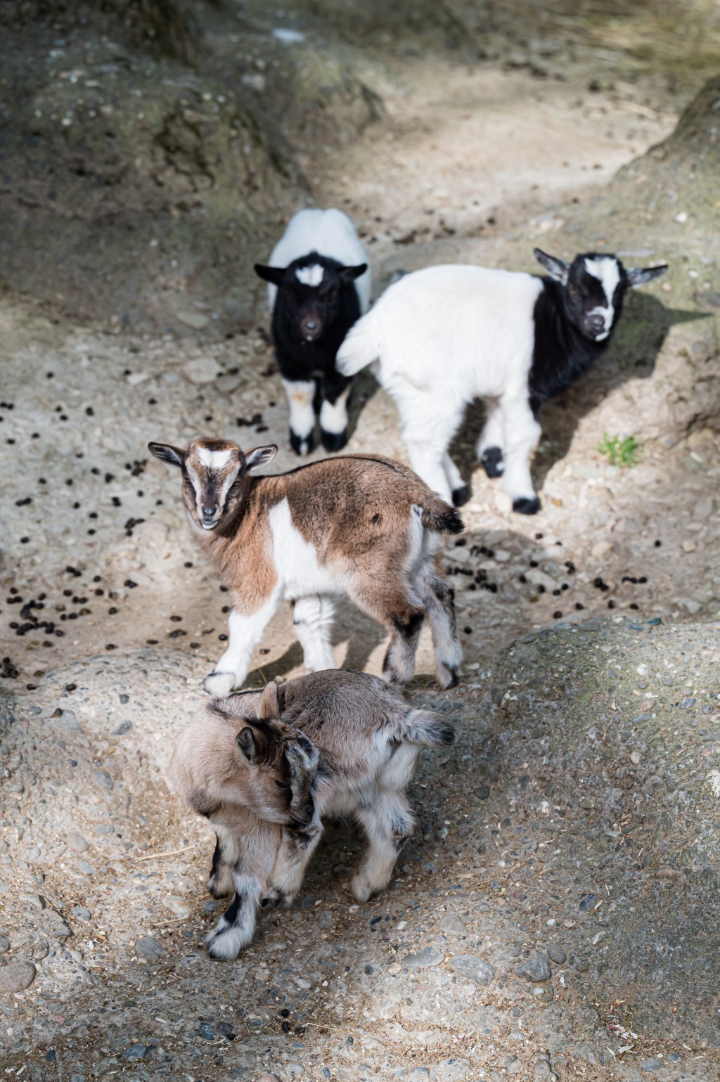 Bleating times thirteen: new arrivals for the pygmy goats