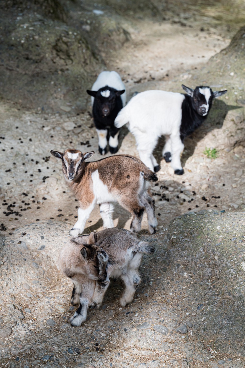 Bleating times thirteen: new arrivals for the pygmy goats Bleating times thirteen: new arrivals for the pygmy goats