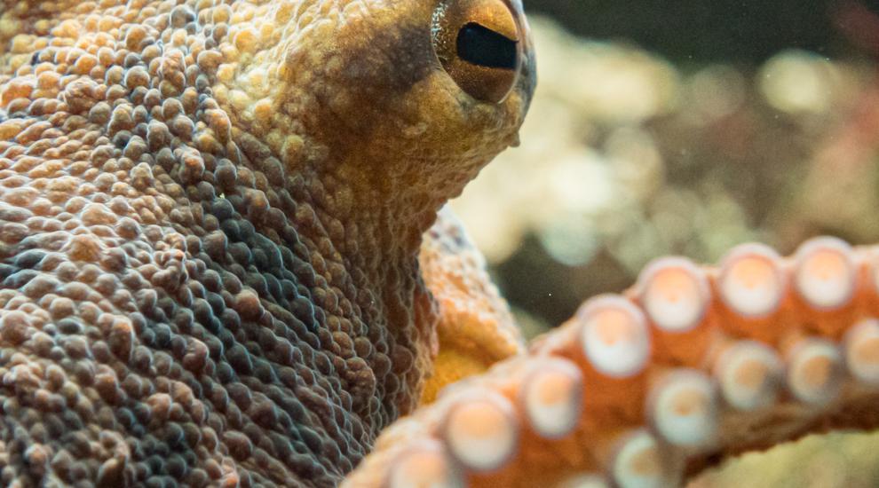 Huit bras, neuf cerveaux, trois cœurs et beaucoup de charme - 