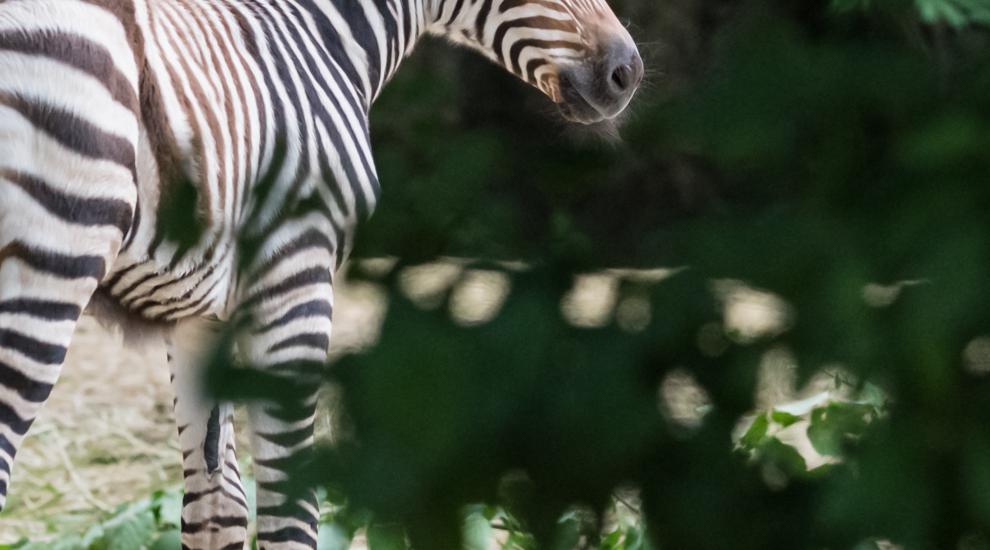 New arrivals for Basel Zoo's zebras