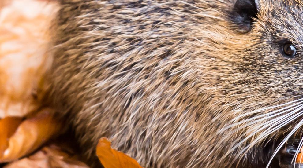 Nachwuchs bei den Nutrias