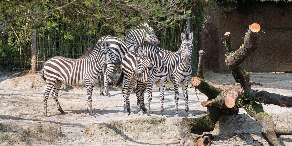 Die Tiere genossen die warmen Sonnenstrahlen 