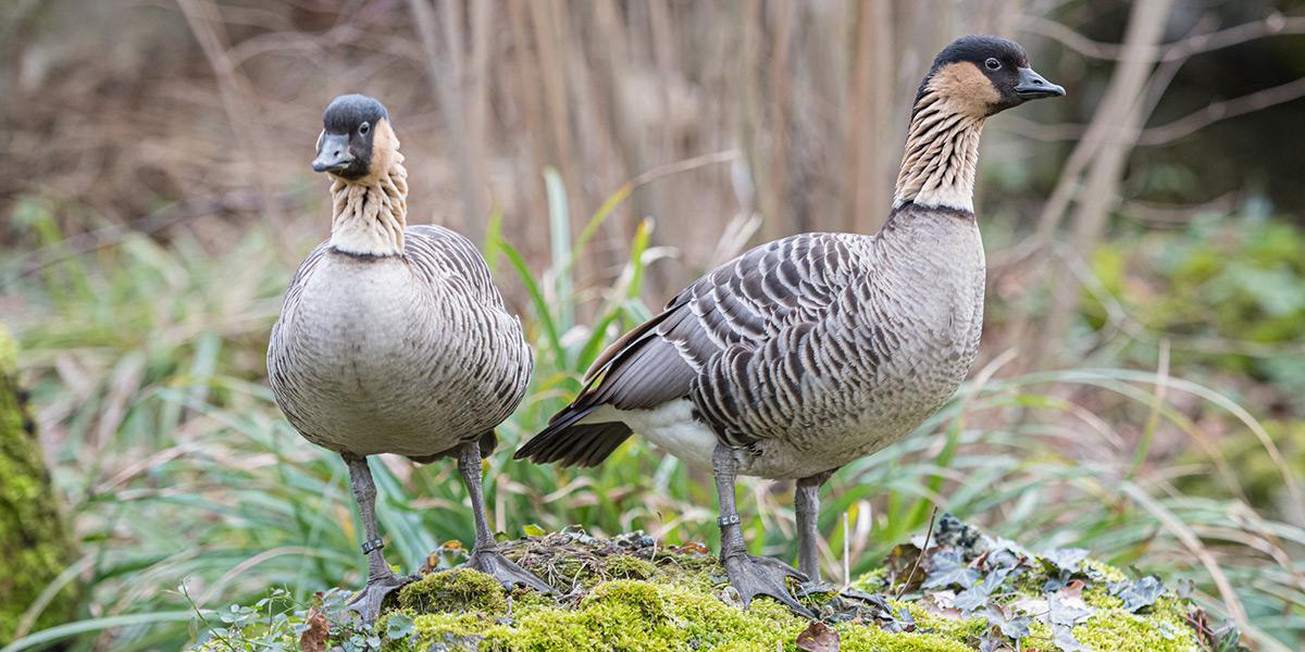 Schwäne und Hawaiigänse im Zoo Basel in Brutstimmung 