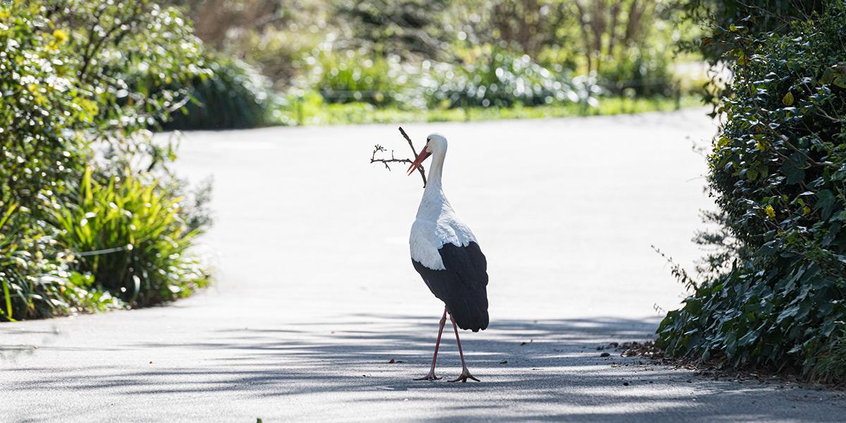 Vögel profitieren von leeren Besucherwegen 