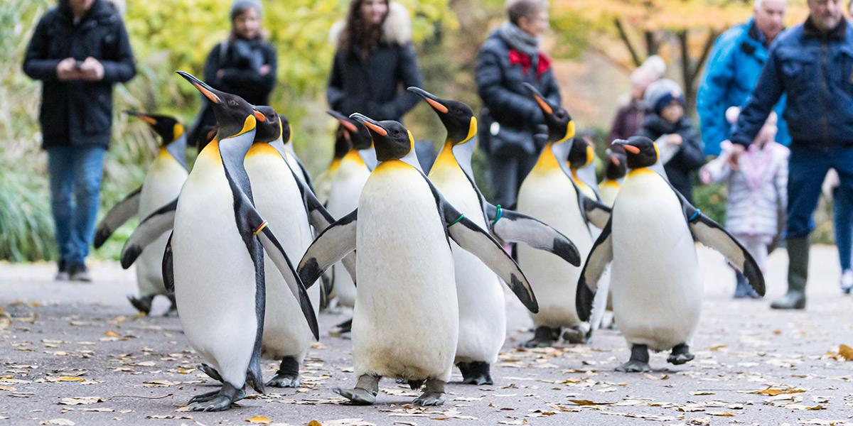 Besucheranstieg 2019: Über eine Million Besuche im Zoo Basel 