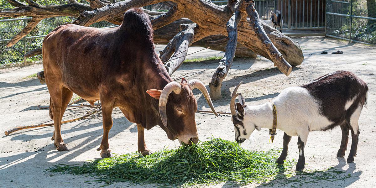 Futterumstellung bei den Zootieren