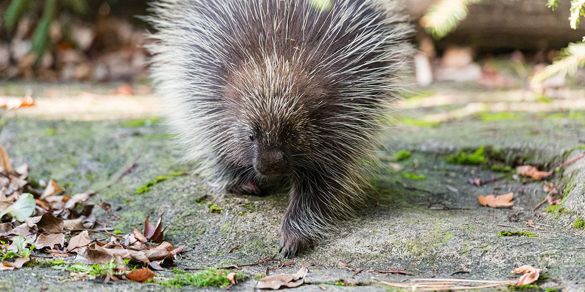 Neu im Zoo Basel zu sehen: Ursons 
