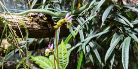 Frühlingsstimmung im Vivarium