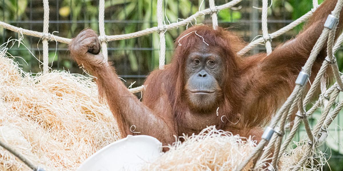 «Zolli-Radio» – der Podcast aus dem Zoo Basel: