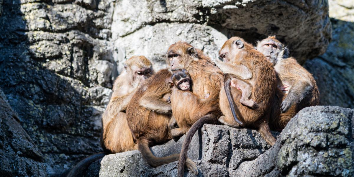 Impfung gegen den Fuchsbandwurm