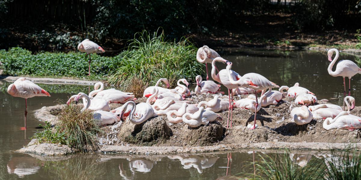 Flamingos fleissig am Brüten