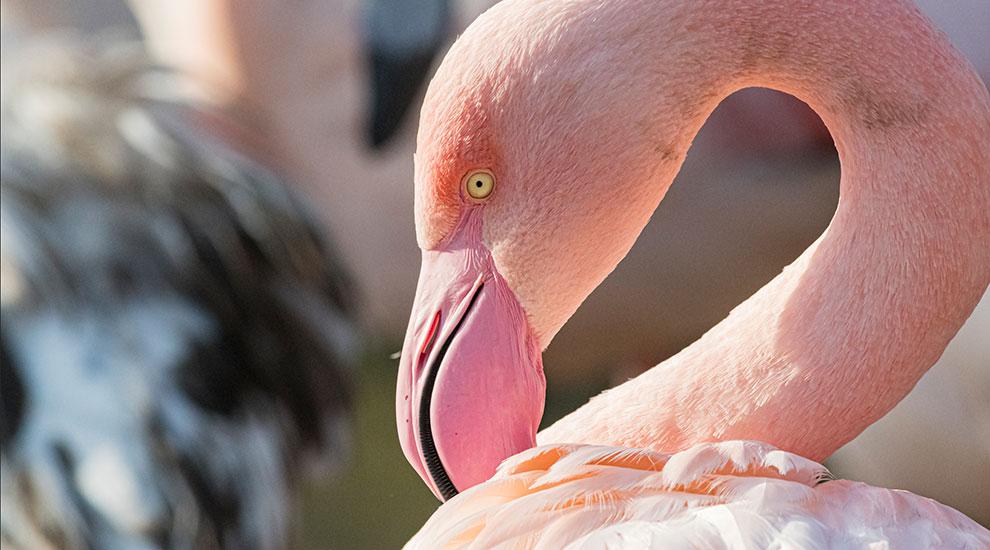 Rosaflamingos – Langbeinige Leichtgewichte